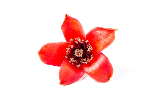 Flor roja Bombax ceiba sobre fondo blanco.