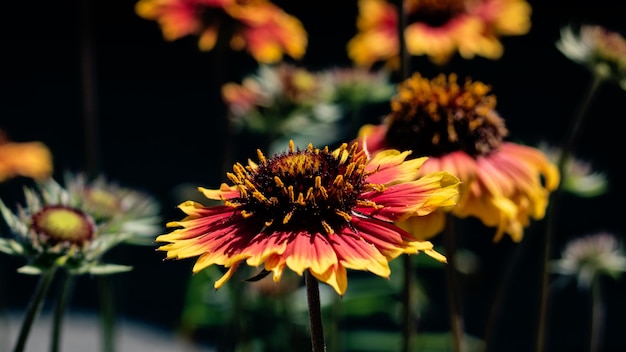 Flor roja brillante de gaillardia de cerca