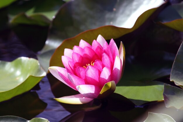 Flor roja brillante lirio loto agua