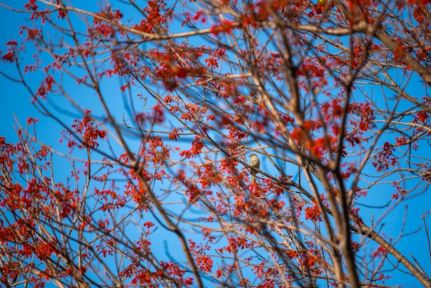 Flor roja en campo tropical