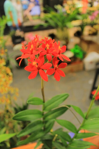 Una flor roja en una casa verde.