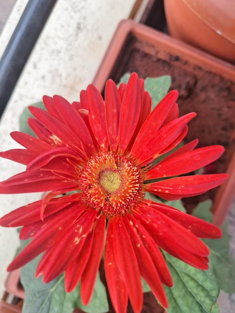 Foto una flor roja con un centro amarillo y el centro de la flor es rojo.