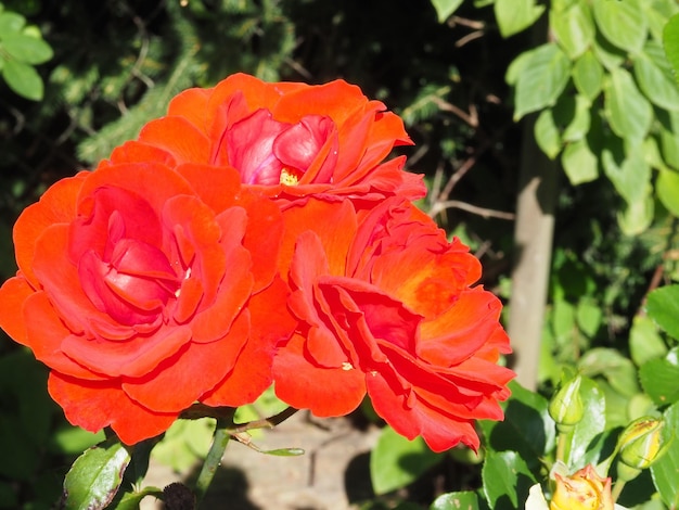 Una flor roja con un centro amarillo está en el centro de la flor.