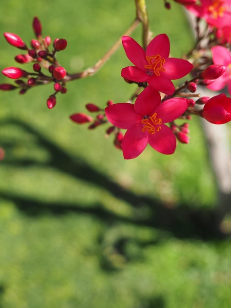 Una flor roja con centro amarillo está en el centro de la flor.