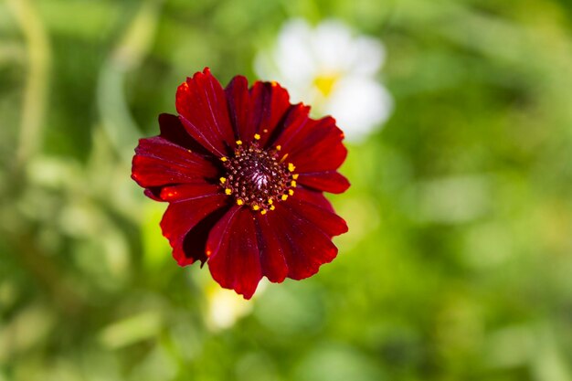 Foto una flor roja con centro amarillo está en medio de un campo verde.