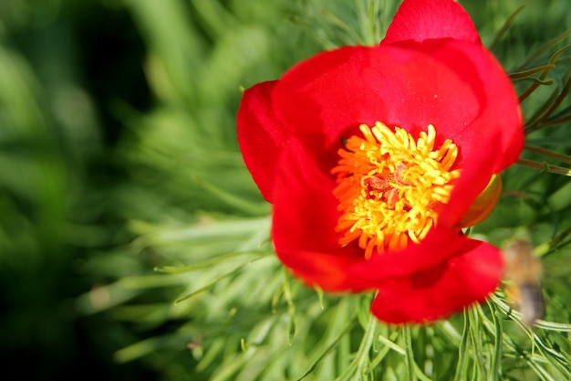 Una flor roja con un centro amarillo.