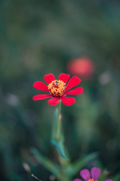 Una flor roja con un centro amarillo.