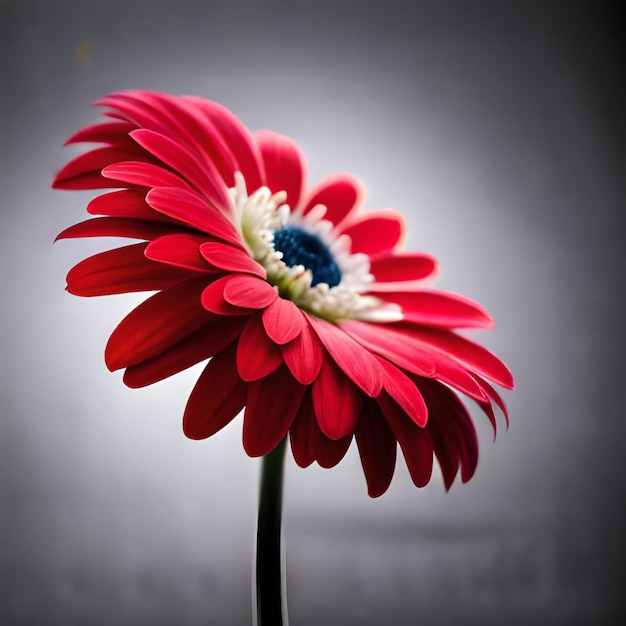 Una flor roja con un centro blanco y un centro azul.