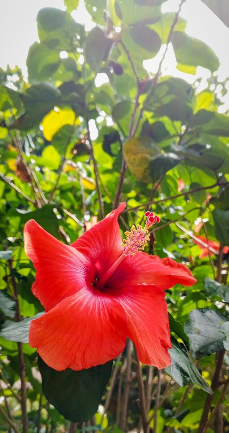 una flor roja con un centro negro y un centro rojo