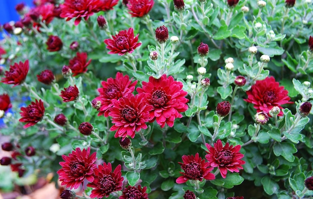 Una flor roja con un centro rojo oscuro.