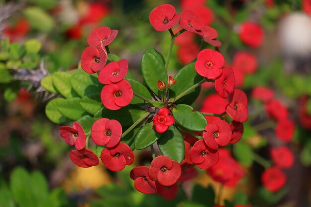 Foto flor roja de la corona de espinas (euphorbia milii)