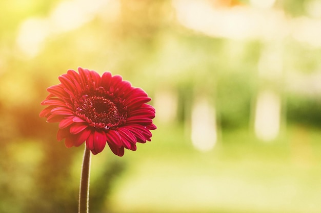 Flor roja y un día soleado vacaciones de primavera y concepto de fondos florales