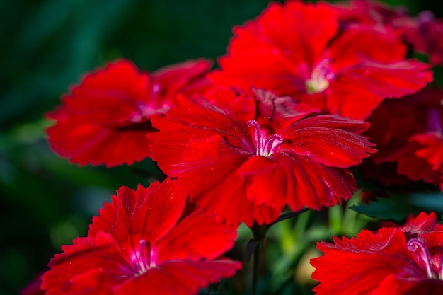 Flor roja de Dianthus chinensis en flor en una fotografía macro de un día de verano