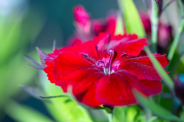 Flor roja de Dianthus chinensis en flor en una fotografía macro de un día de verano