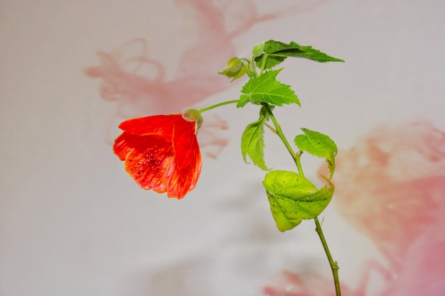 Una flor roja está frente a un fondo rosa.