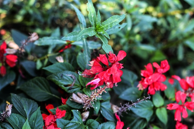 Una flor roja está en un jardín con hojas verdes y la palabra en ella