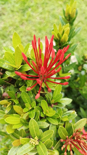 Una flor roja con una flor roja en el medio.