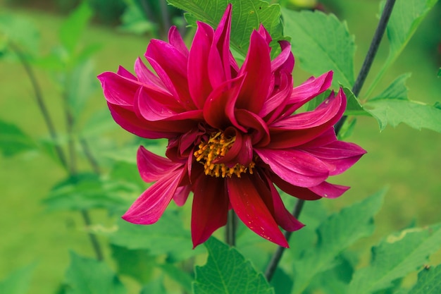 Flor roja florece con semillas amarillas Fondo de naturaleza