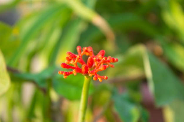 Flor roja floreciendo en un racimo