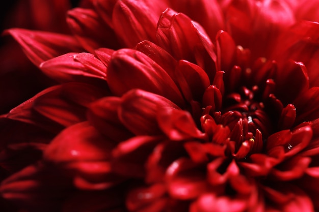 Flor roja con fondo oscuro