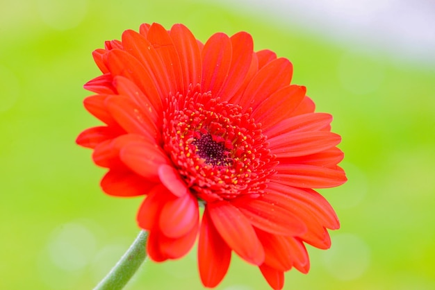 Una flor roja con un fondo verde.