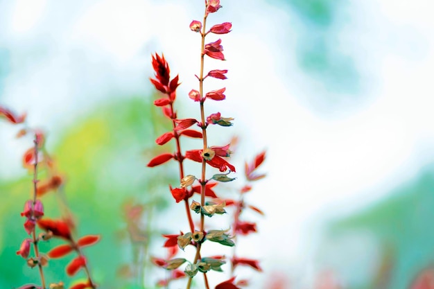 Una flor roja con un fondo verde.