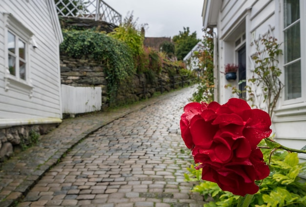 Flor roja frente a la estrecha calle de Stavanger Noruega