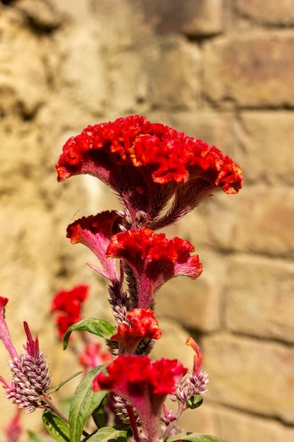 Una flor roja frente a una pared de ladrillos.