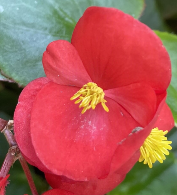 Flor roja fresca