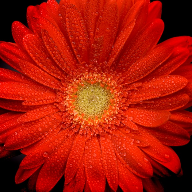 La flor roja del gerbera con agua cae el primer