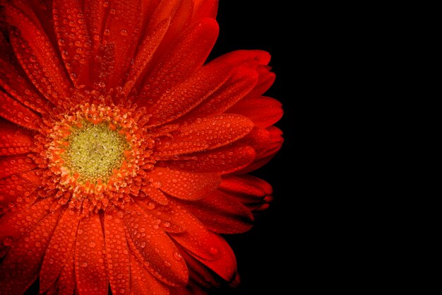 La flor roja del gerbera con agua cae el primer