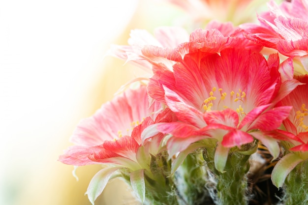 Flor roja hermosa del cactus de Lobivia del primer en la naturaleza