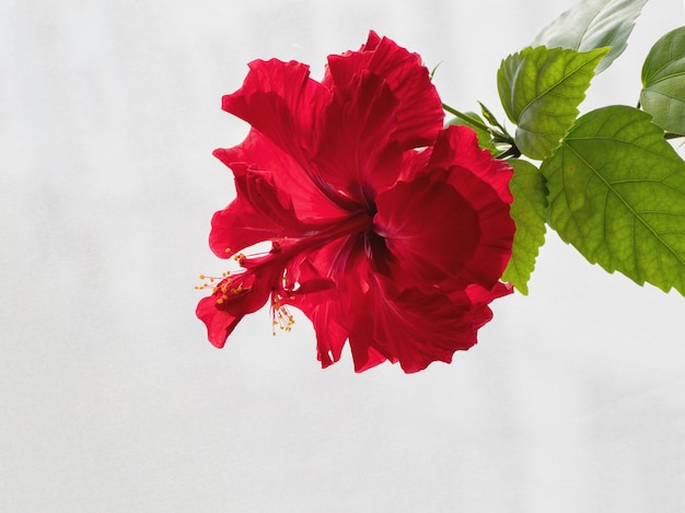 Flor roja del hibisco chino de Terry en el fondo blanco