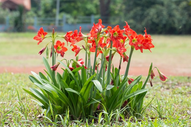 Flor roja de Hippeastrum