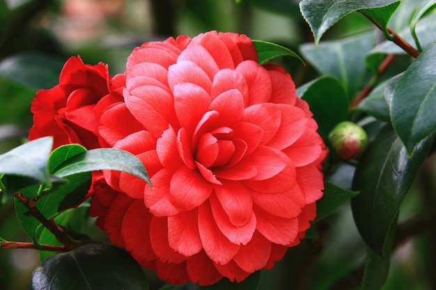 Una flor roja con una hoja verde