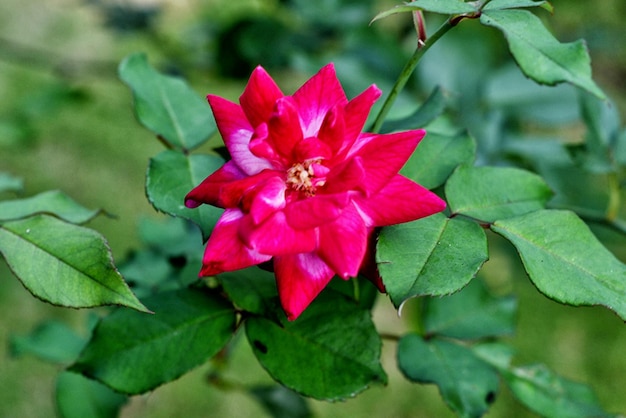 Foto flor roja con hoja