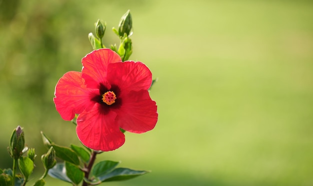 Flor roja con hojas verdes y capullos que florecen al aire libre sobre fondo verde de verano