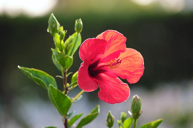 Flor roja con hojas verdes y capullos que florecen al aire libre sobre fondo verde de verano