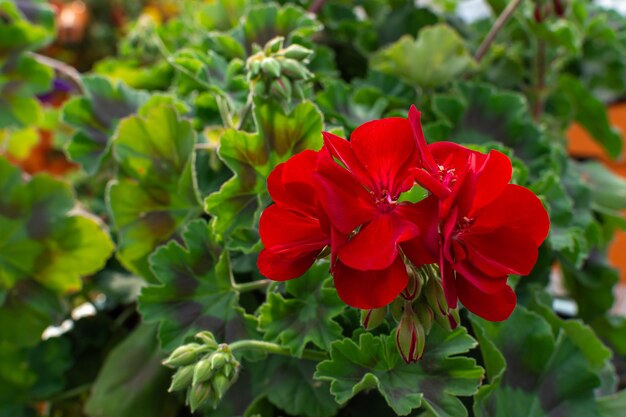 Una flor roja con hojas verdes y una flor blanca.