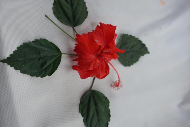 Foto una flor roja con hojas verdes y hojas rojas