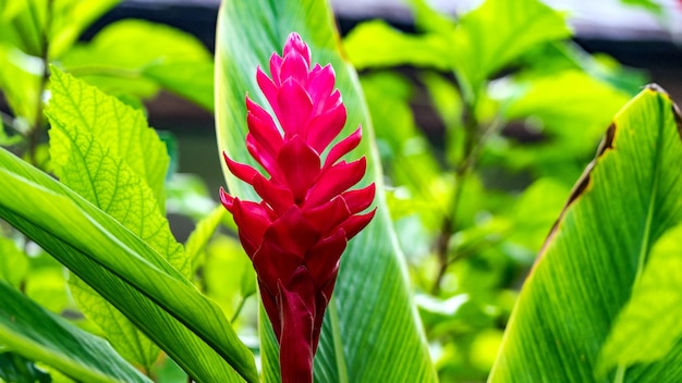 Flor roja y hojas verdes. Isla en Maldivas.