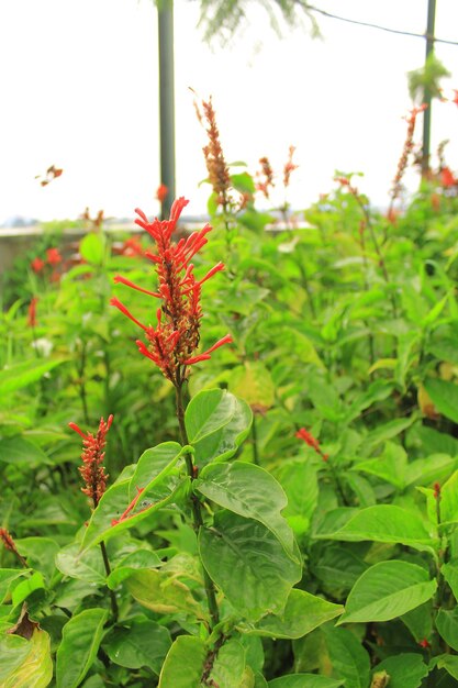 Una flor roja con hojas verdes y un tallo negro con flores rojas.