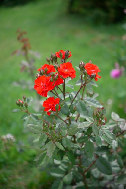 Una flor roja en un jardín.