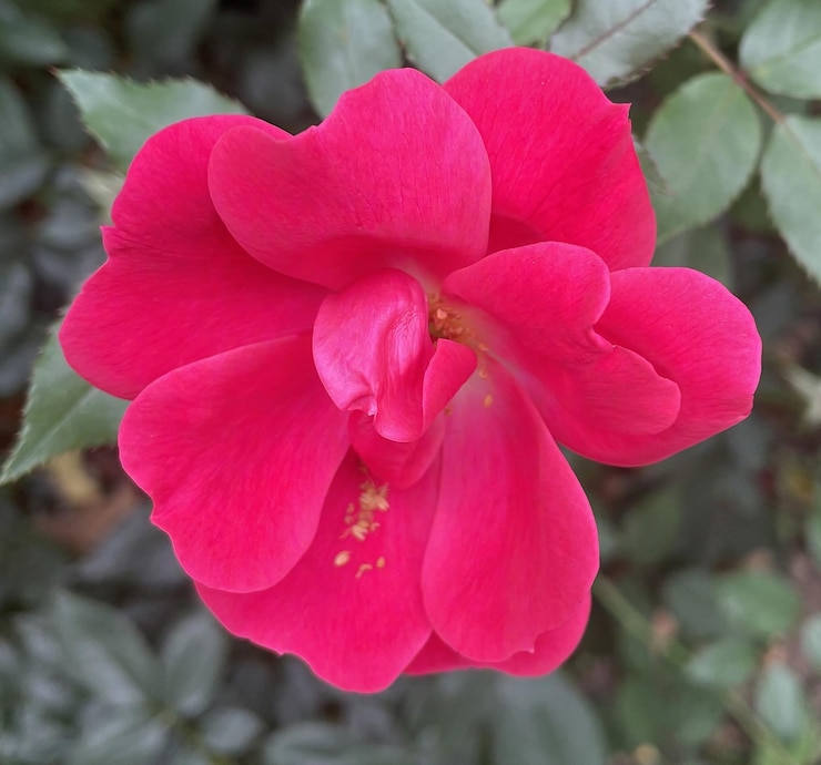 Foto la flor roja del jardín