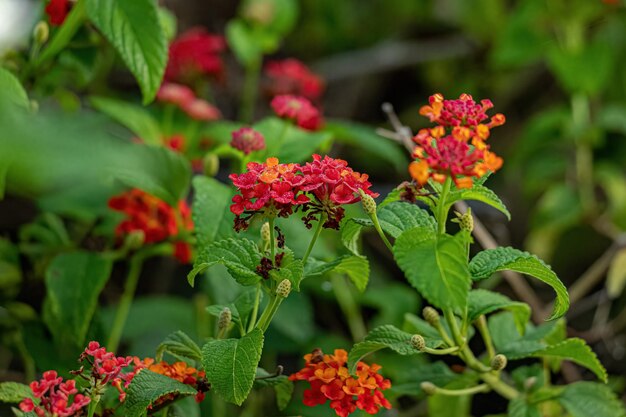 Flor roja de Lantana común