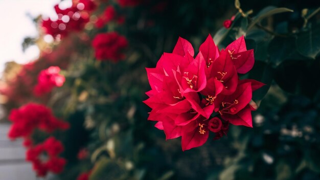 Foto la flor roja llamada bougainvillea en los ángeles, california