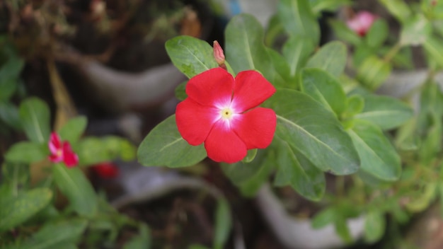 La flor roja de Madagascar