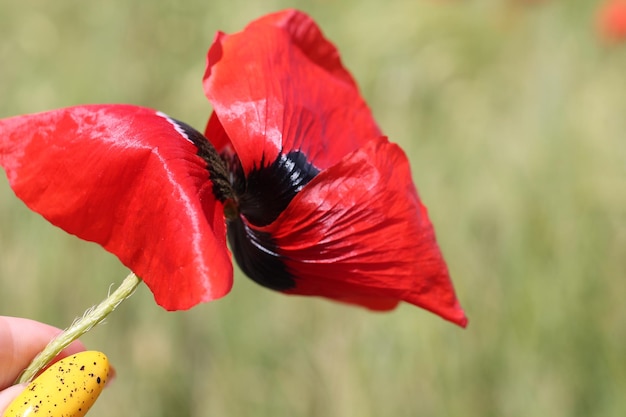 una flor roja con una mancha negra en el centro