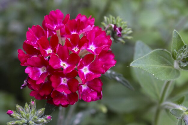 Foto una flor roja con manchas blancas en ella