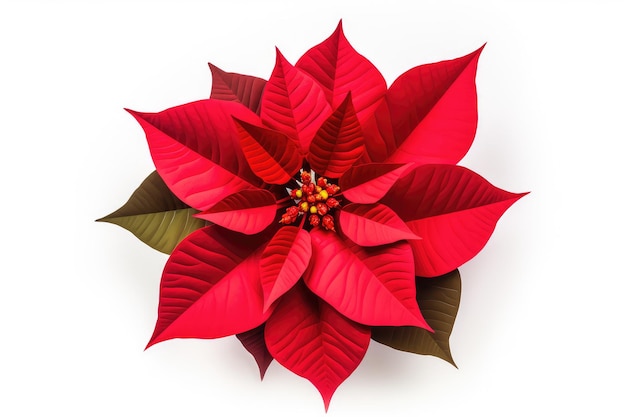 La flor roja de la navidad cortada aislada